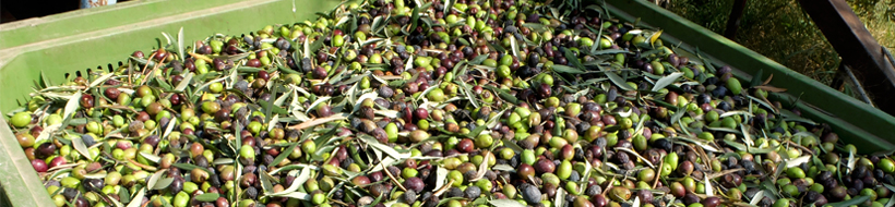 Discover the other italy _Olives